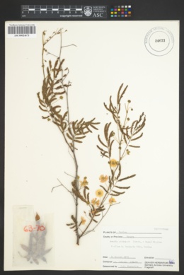 Image of Acacia goldmanii