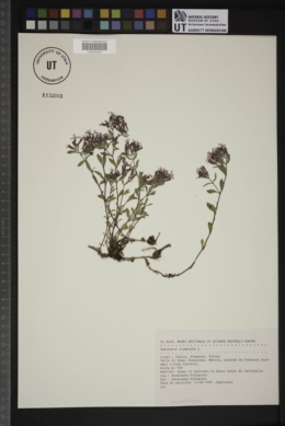Saponaria ocymoides image
