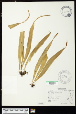 Image of Lepisorus spicatus