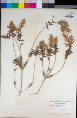 Melaleuca styphelioides image
