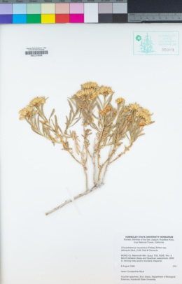 Ericameria nauseosa var. speciosa image