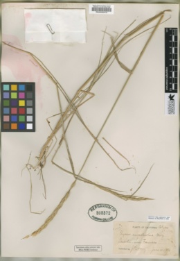 Image of Elymus angustifolius