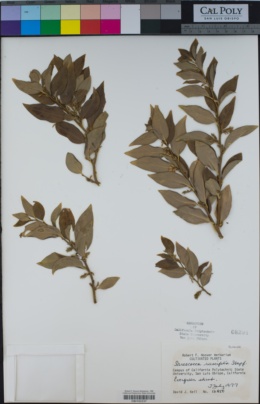 Sarcococca ruscifolia image