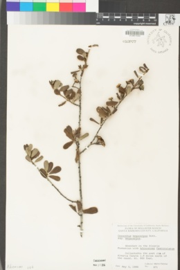 Ceanothus megacarpus var. megacarpus image
