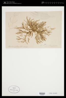 Ectocarpus longifructus image
