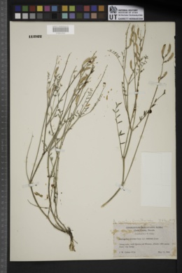 Astragalus remotus image