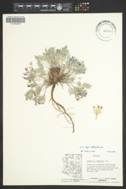 Astragalus newberryi var. blyae image