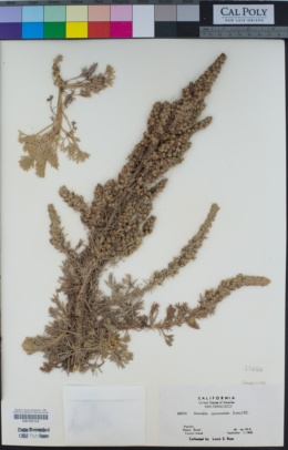 Artemisia pycnocephala image