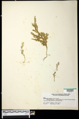 Image of Selaginella arbuscula