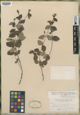 Apocynum cardiophyllum image