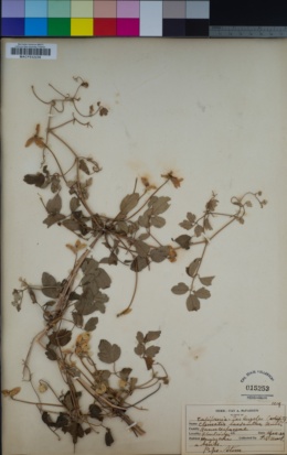 Clematis lasiantha image