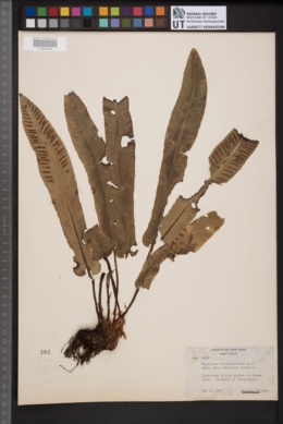 Phyllitis scolopendrium var. americana image