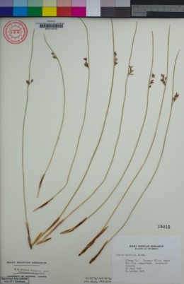 Juncus balticus image