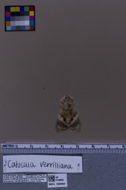 Catocala verrilliana image