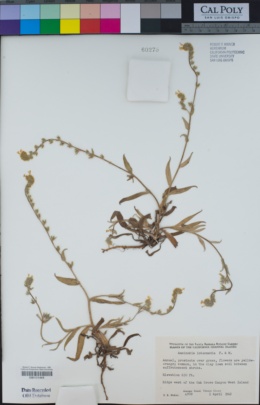 Amsinckia spectabilis var. spectabilis image