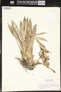 Image of Tillandsia biflora
