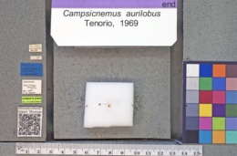 Image of Campsicnemus aurilobus