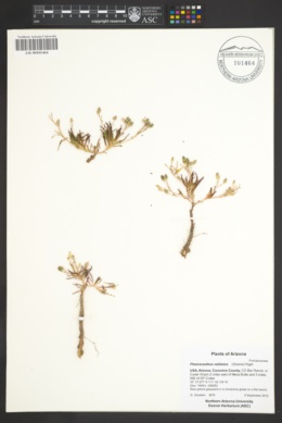 Phemeranthus validulus image