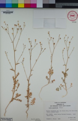 Image of Gilia scopulorum