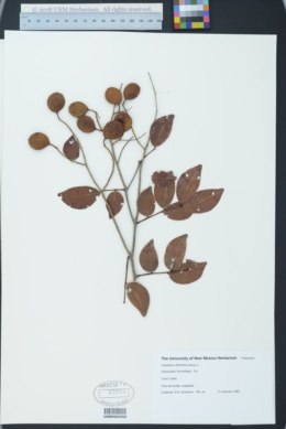 Copaifera officinalis image