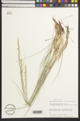 Image of Elymus magellanicus