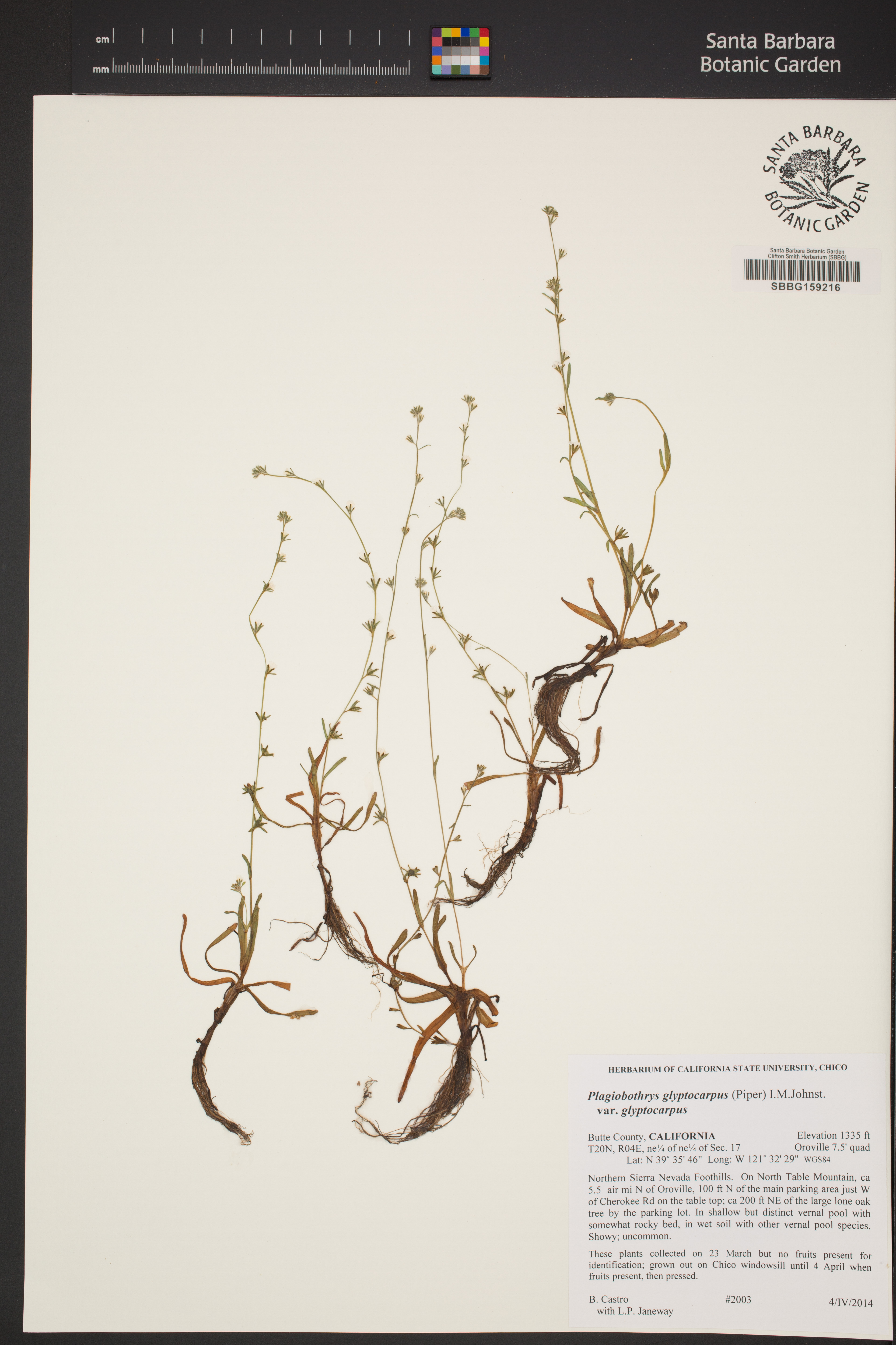 Plagiobothrys glyptocarpus var. glyptocarpus image