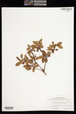 Rhododendron kiusianum image