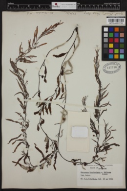 Sargassum henslowianum var. bellonae image