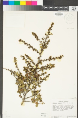 Rhamnus crocea image