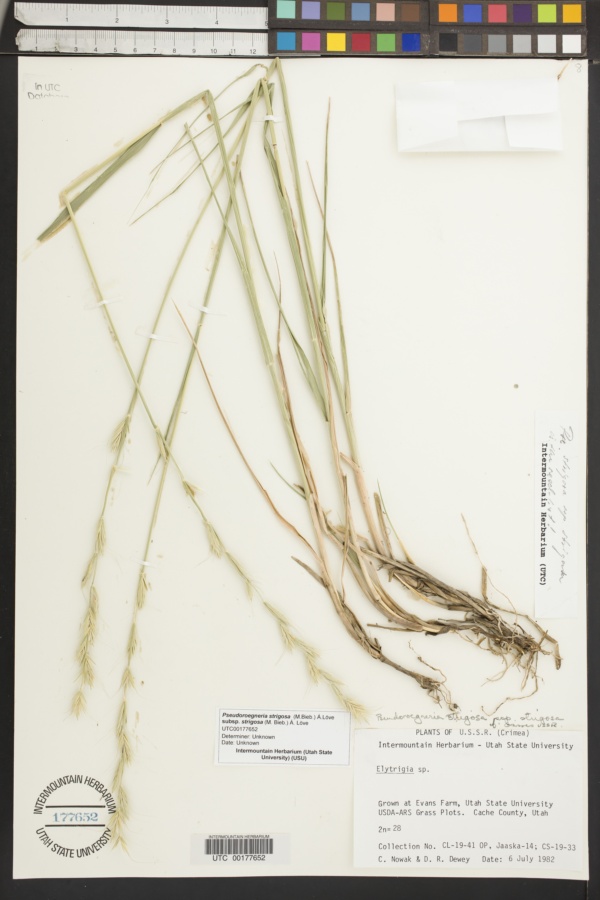 Pseudoroegneria strigosa subsp. strigosa image