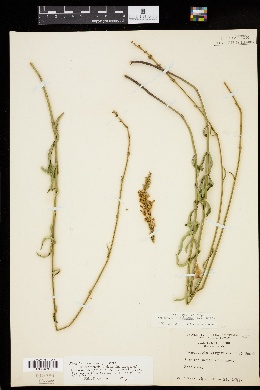 Physostegia virginiana subsp. praemorsa image