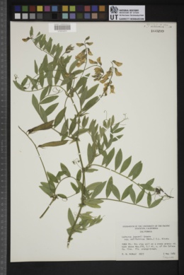 Lathyrus jepsonii subsp. californicus image