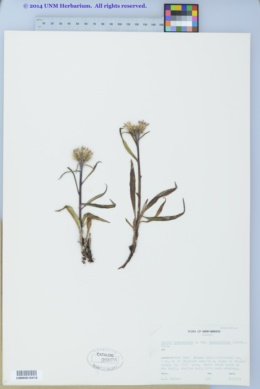 Picris hieracioides subsp. kamtschatica image