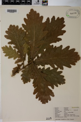Quercus frainetto image