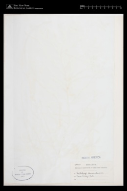 Stephanocystis osmundacea image