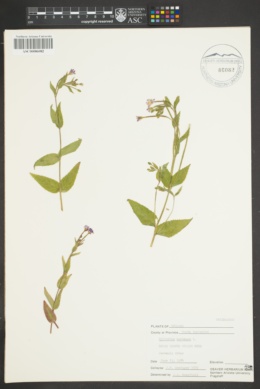 Image of Epilobium montanum