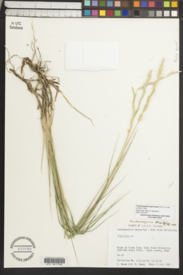 Image of Pseudoroegneria geniculata