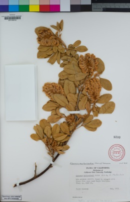 Image of Adenocarpus battandieri