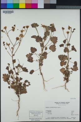 Amauria rotundifolia image