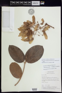 Bronwenia wurdackii image