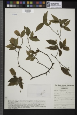 Image of Uvaria acuminata