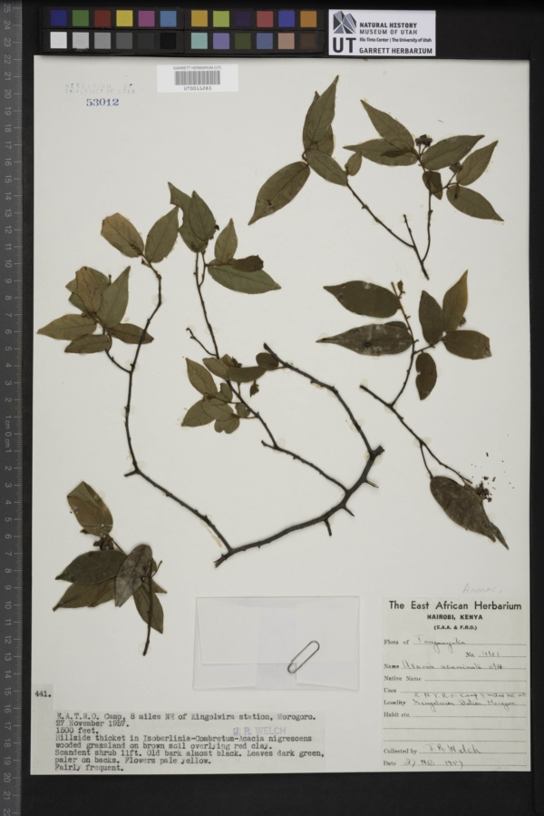 Uvaria acuminata image