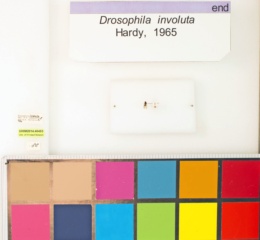 Drosophila involuta image