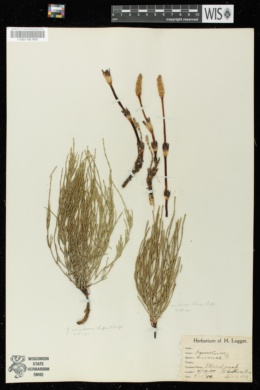 Equisetum arvense subsp. arvense image