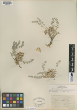 Image of Astragalus argophyllus