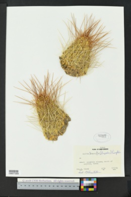 Echinocereus stramineus image