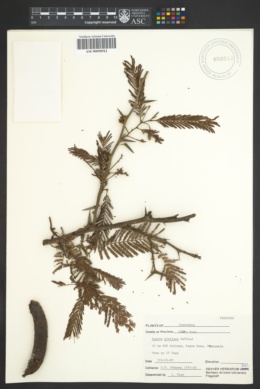Acacia hirtipes image