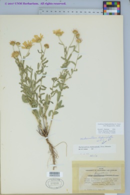 Xanthisma blephariphyllum image