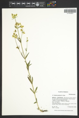 Image of Halenia palmeri