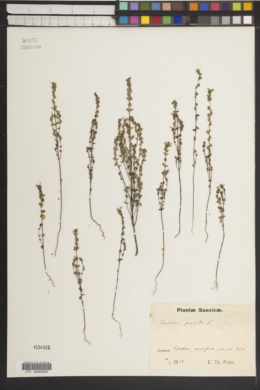 Image of Euphrasia gracilis